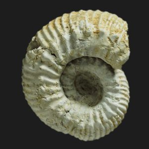 Orthogarantiana baculata bajocien supérieur Vendée Ammonite fossile