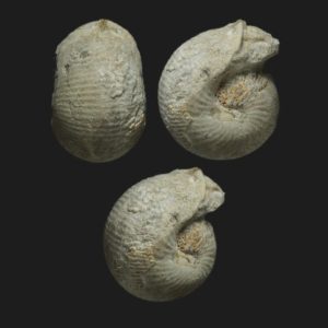 Sphaeroceras auritum Bajocien supérieur Vendée ammonite fossile