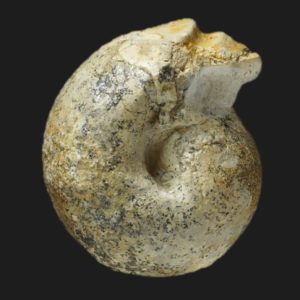 Sphaeroceras auritum tutthum Bajocien supérieur Vendée ammonite fossile