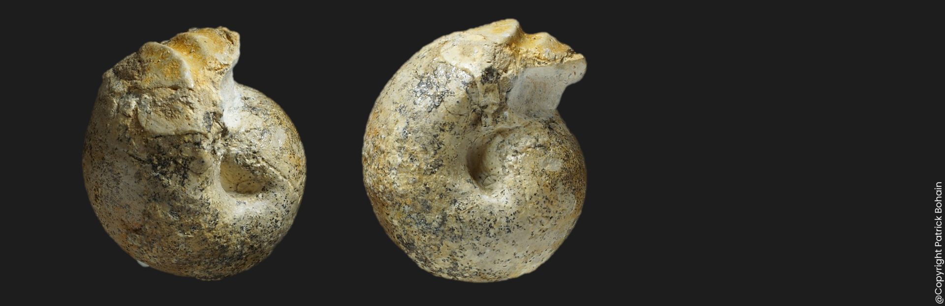 Sphaeroceras auritum tutthum Bajocien supérieur Vendée ammonite fossile