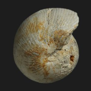 Sphaeroceras globus Bajocien supérieur Vendée ammonite fossile