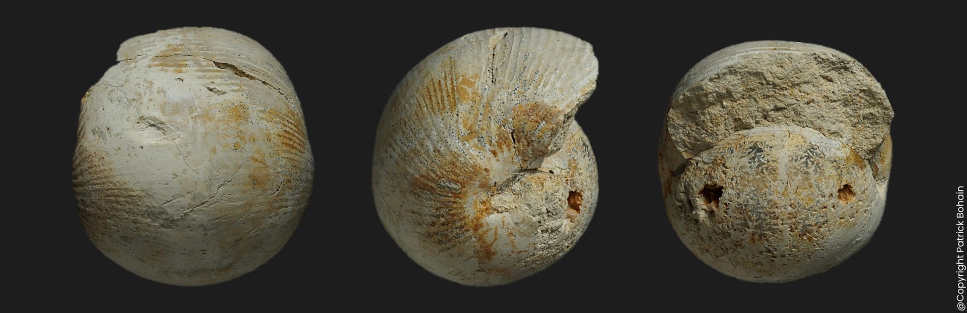 Sphaeroceras globus Bajocien supérieur Vendée ammonite fossile
