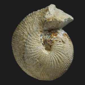 Sphaeroceras tenuicostatum Bajocien supérieur Vendée ammonite fossile