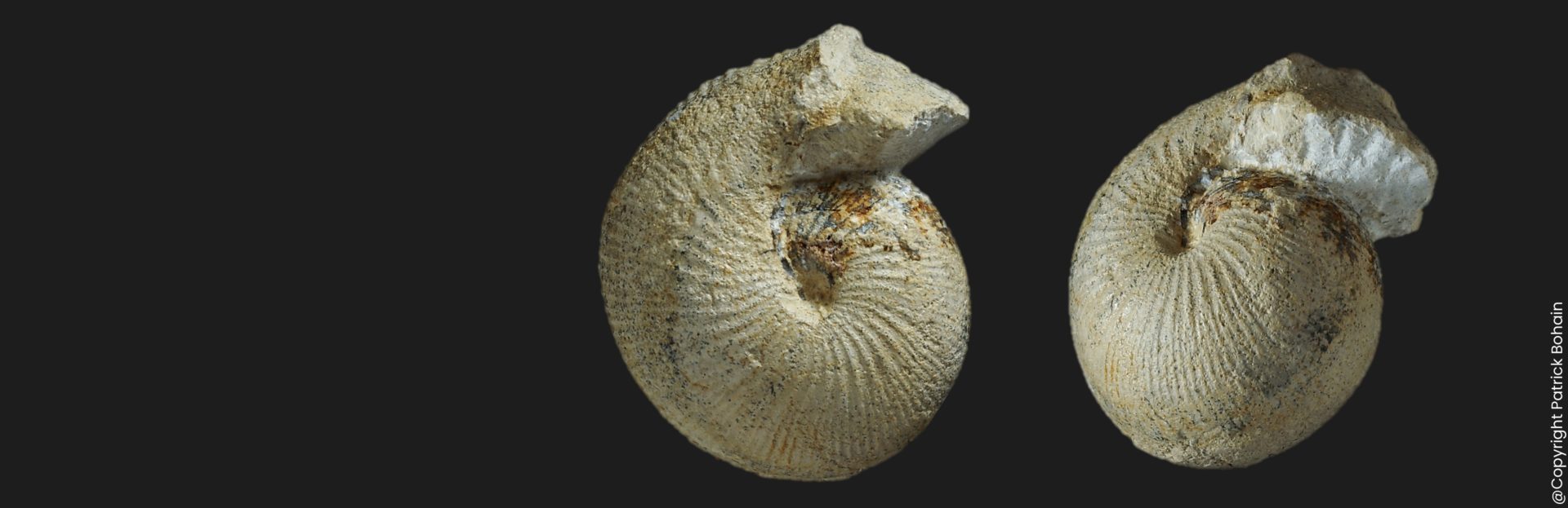 Sphaeroceras tenuicostatum Bajocien supérieur Vendée ammonite fossile