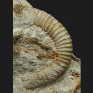 Spiroceras annulatum Bajocien superieur ammonite fossile