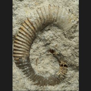 Spiroceras annulatum microconque Bajocien supérieur ammonite fossile