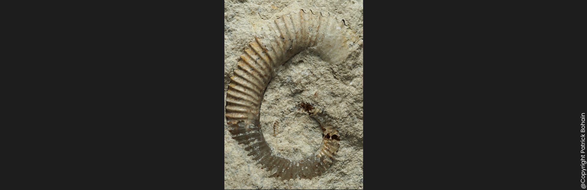 Spiroceras annulatum microconque Bajocien supérieur ammonite fossile