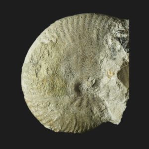 Strigoceras septicarinatum Bajocien supérieur Vendée ammonite fossile