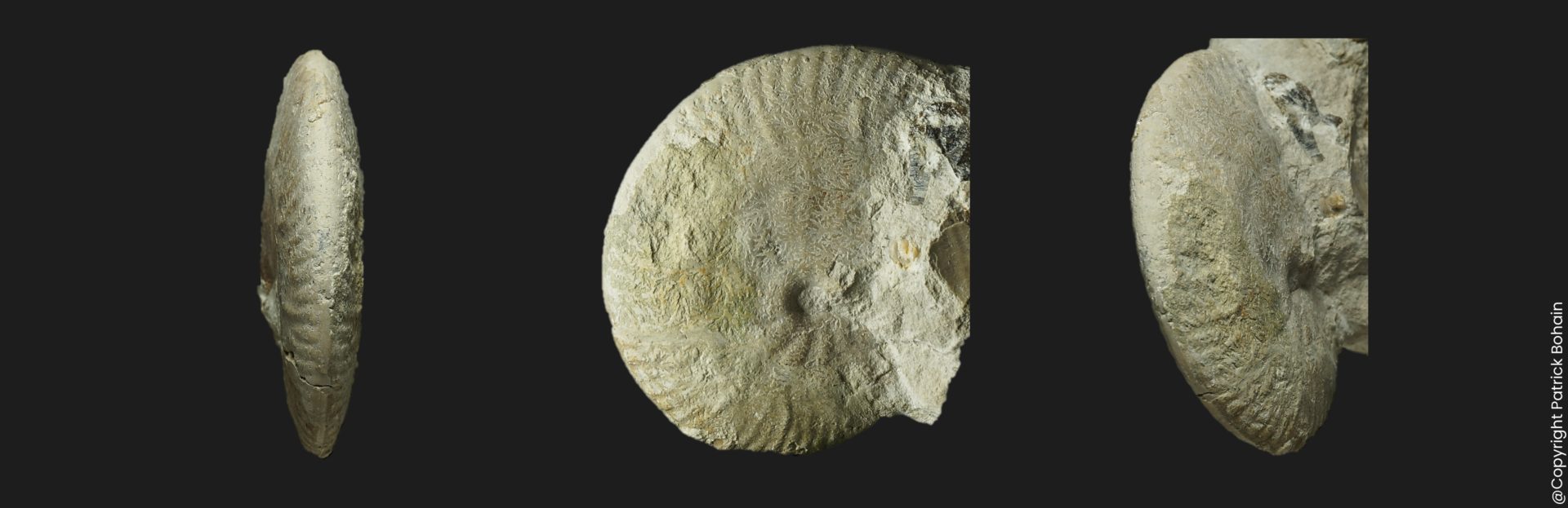 Strigoceras septicarinatum Bajocien supérieur Vendée ammonite fossile