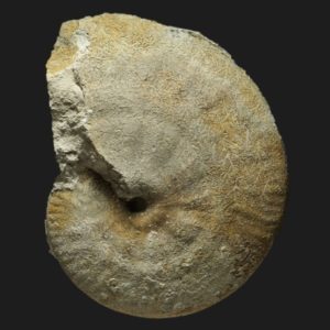 Strigoceras septicarinatum Bajocien supérieur Vendée ammonite fossile