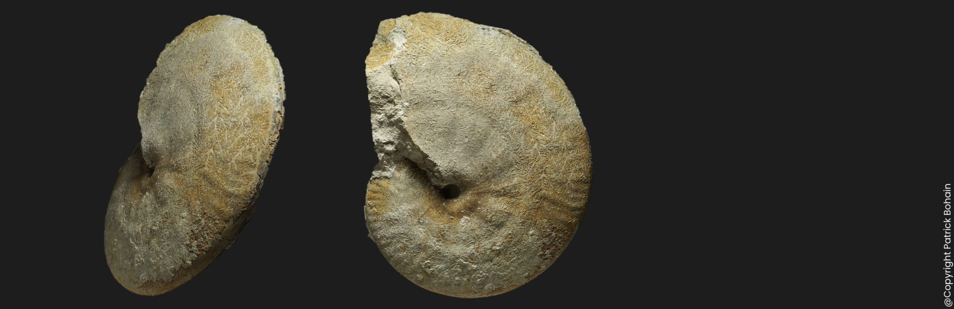 Strigoceras septicarinatum Bajocien supérieur Vendée ammonite fossile