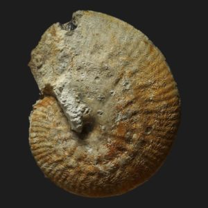 Strigoceras symplectum Bajocien supérieur ammonite fossile