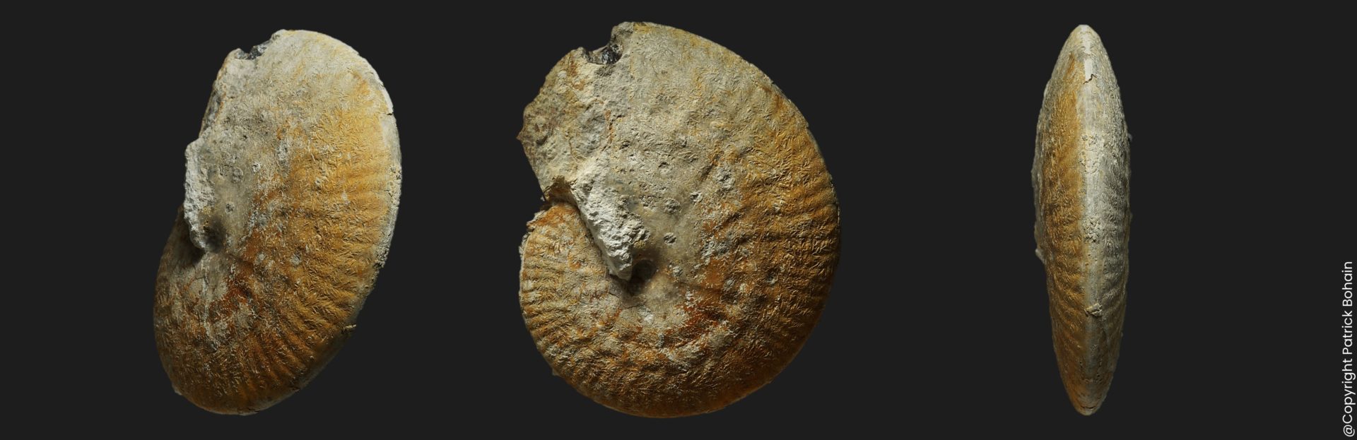 Strigoceras symplectum Bajocien supérieur ammonite fossile