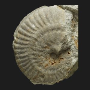 Strigoceras symplectum juvenile Bajocien supérieur ammonite fossile