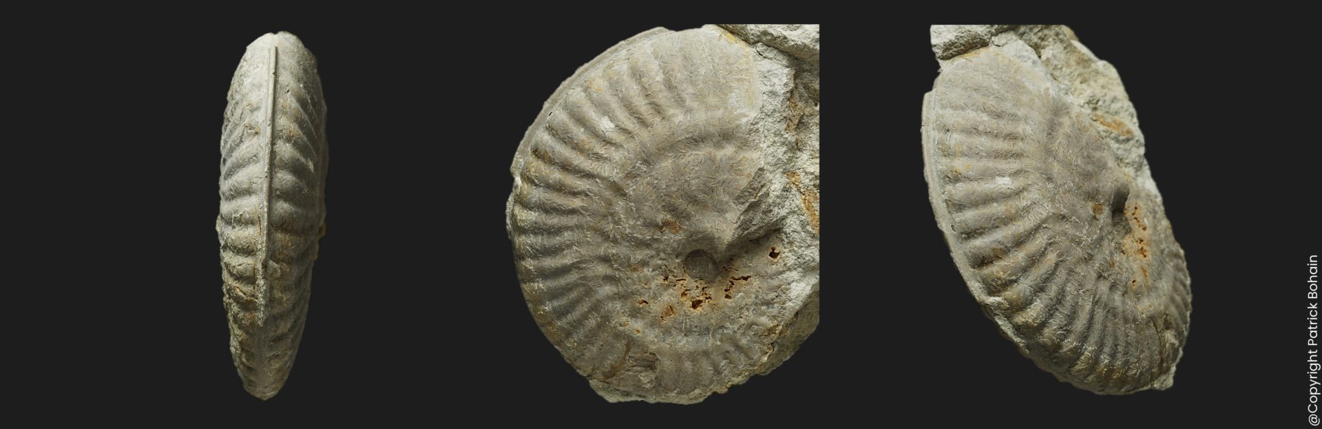 Strigoceras symplectum juvenile Bajocien supérieur ammonite fossile
