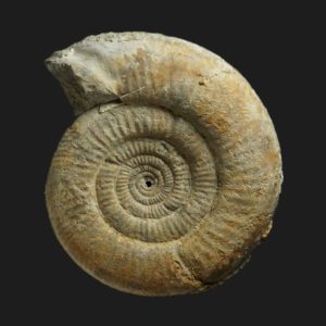 Vermisphinctes glyphus Bajocien supérieur Vendée ammonite fossile