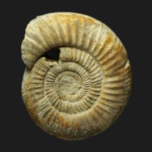 Vermisphinctes martiusii cf microconque Bajocien supérieur Vendée ammonite fossile