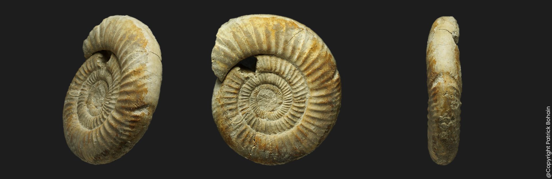 Vermisphinctes martiusii cf. microconque Bajocien supérieur Vendée ammonite fossile
