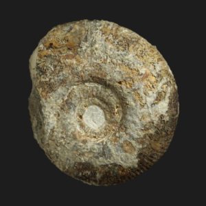 Parkinsonia Durotrigensia dorsetensis Bajocien supérieur Vendée ammonite fossile