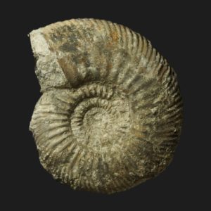 Parkinsonia depressa Bajocien supérieur Vendée ammonite fossile