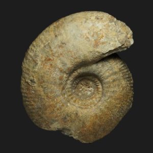 Procerites Procerites schloenbachi Bathonien inférieur Vendée ammonite fossile