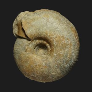 Zigzagiceras Procerozigzag clausiprocerum Bathonien inférieur Vendée ammonite fossile