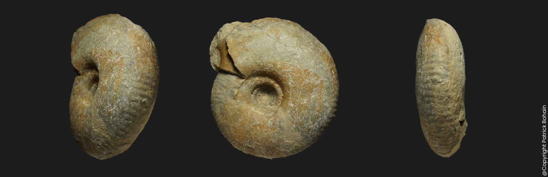 Zigzagiceras Procerozigzag clausiprocerum Bathonien inférieur Vendée ammonite fossile