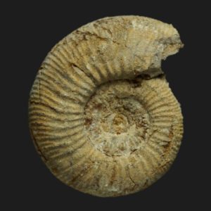 Choffatia Grossouvria steinmanni Callovien inférieur Vendée ammonite fossile