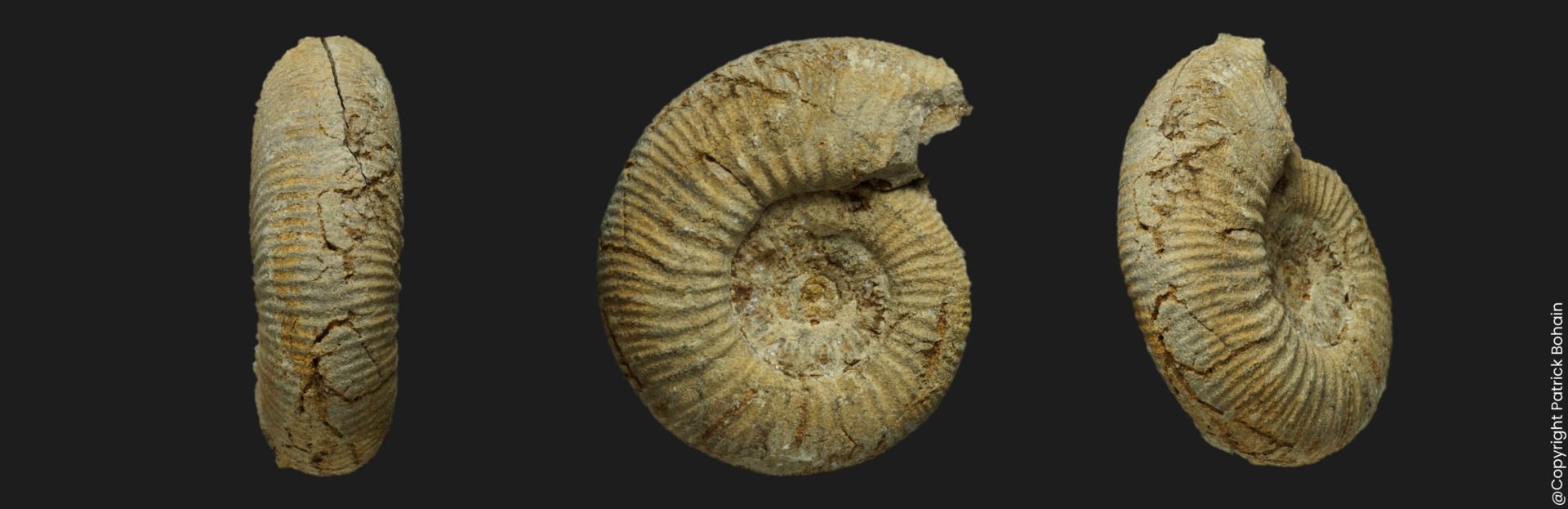 Choffatia Grossouvria steinmanni Callovien inférieur Vendée ammonite fossile