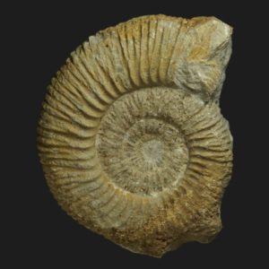 Collotia discus forme microconque Callovien moyen Vendée ammonite fossile