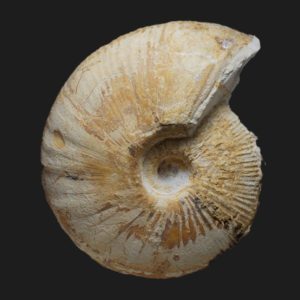 Macrocephalites boonei Callovien moyen ammonite fossile