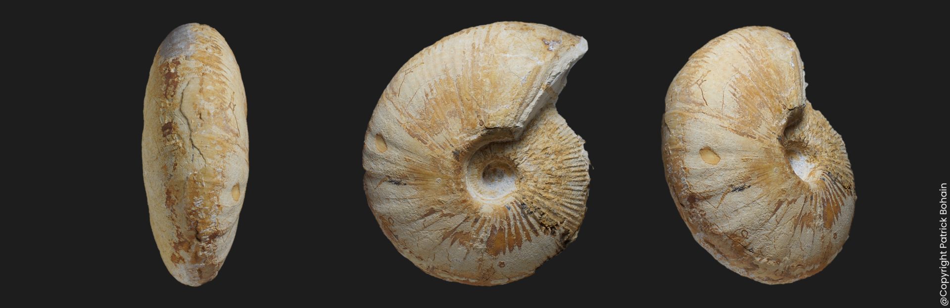 Macrocephalites boonei Callovien moyen ammonite fossile