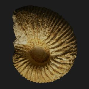Macrocephalites cossmanni microconque Callovien inférieur Vendée ammonite fossile
