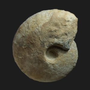 Macrocephalites gracilis Callovien inférieur Vendée ammonite fossile