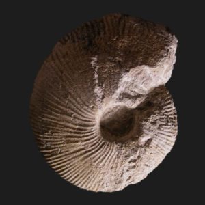 Macrocephalites gracilis microconque Callovien inférieur Vendée ammonite fossile