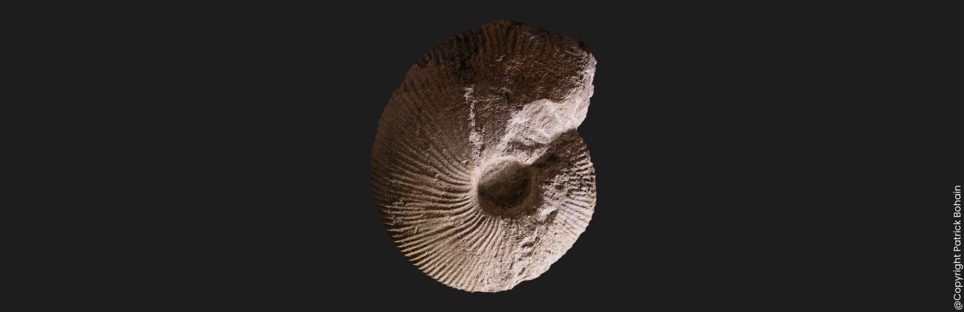 Macrocephalites gracilis microconque Callovien inférieur Vendée ammonite fossile