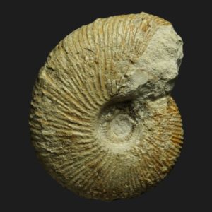 Macrocephalites gracilis callovien inférieur Vendée ammonite fossile