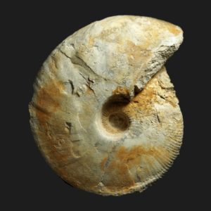 Macrocephalites gracilis morphe comprimé Callovien inférieur Vendée ammonite fossile
