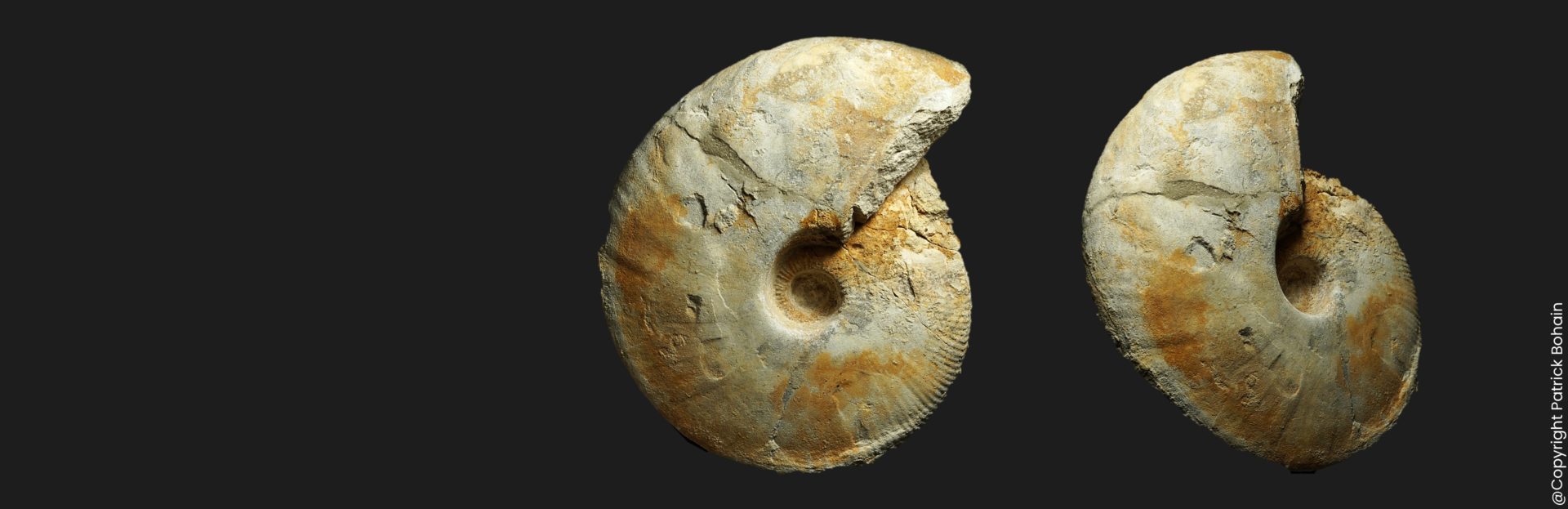 Macrocephalites gracilis morphe comprimé Callovien inférieur Vendée ammonite fossile