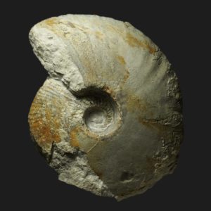 Macrocephalites gracilis morphe comprimé callovien inférieur Vendée ammonite fossiles