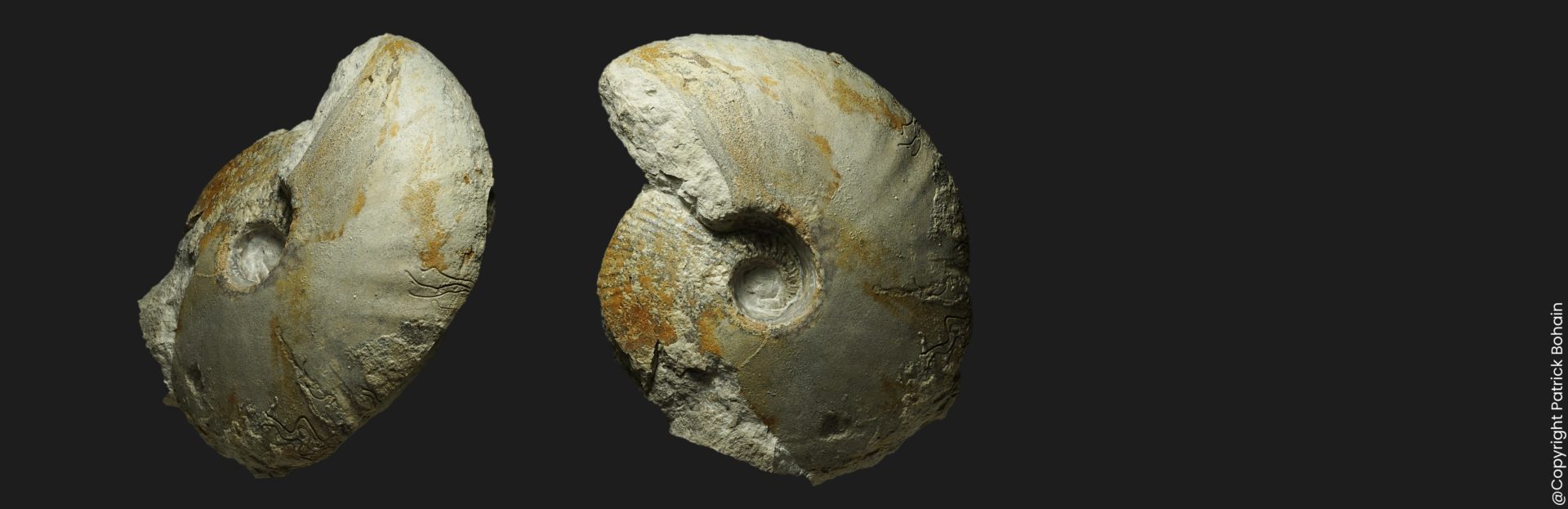 Macrocephalites gracilis morphe comprimé callovien inférieur Vendée ammonite fossiles