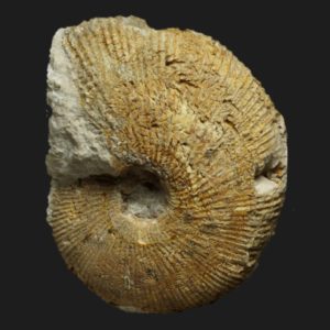 Macrocephalites intermedius Callovien inférieur Vendée ammonite fossile