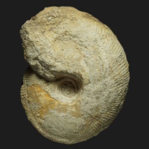 Macrocephalites macrocephalus Callovien inférieur Vendée ammonite fossile