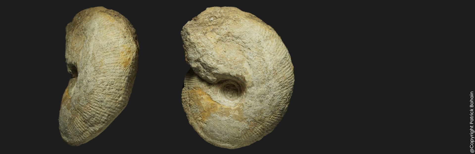 Macrocephalites macrocephalus Callovien inférieur Vendée ammonite fossile