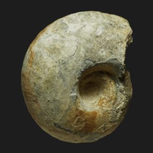 Macrocephalites rotundus Macroconque Callovien inférieur Vendée ammonite fossile