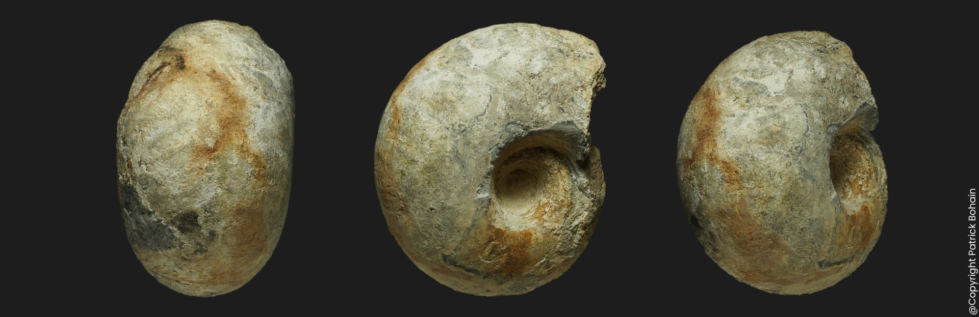 Macrocephalites rotundus Macroconque Callovien inférieur Vendée ammonite fossile