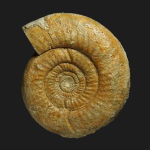 Bajocisphinctes bajociensis Bajocien supérieur Vendée ammonite fossile