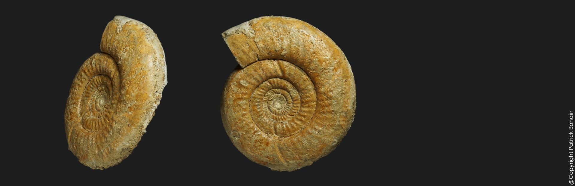 Bajocisphinctes bajociensis Bajocien supérieur Vendée ammonite fossile