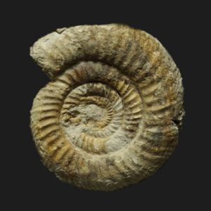 Bajocisphinctes lenki microconque Bajocien supérieur Vendée ammonite fossile