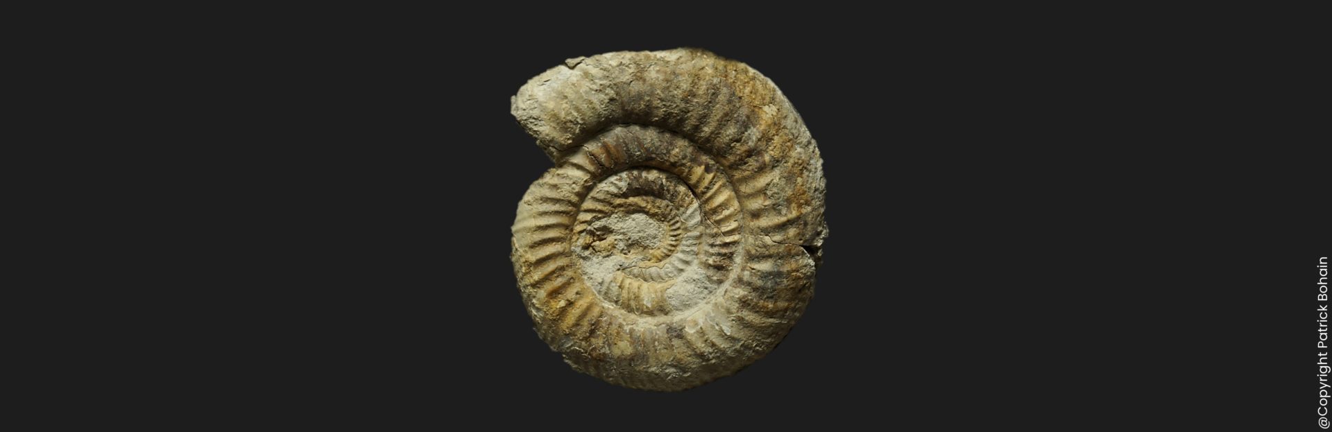 Bajocisphinctes lenki microconque Bajocien supérieur Vendée ammonite fossile